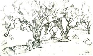 Olive Trees, Spain