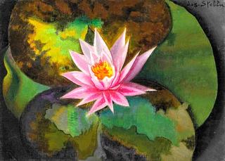 Pink Water Lily