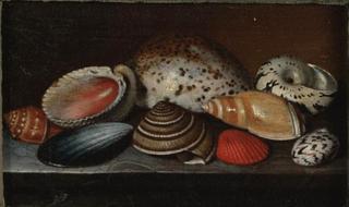 Still Life with Shells