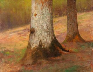 Study of Oak Boles