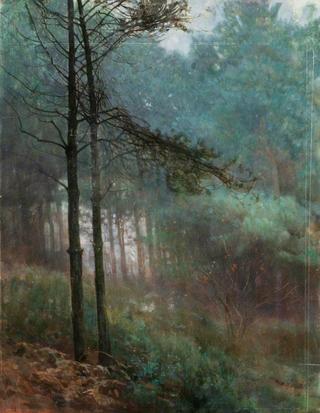 Study of Fir Wood