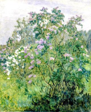 Lilac Bush