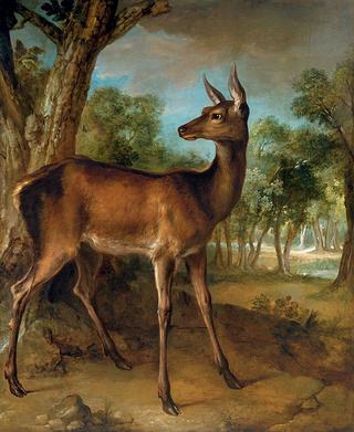 The Watchful Doe
