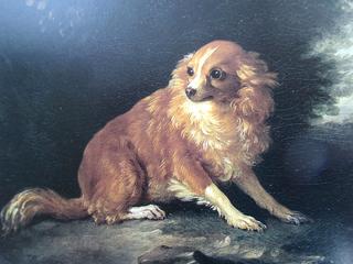 小猎犬