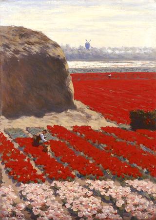 Tulip Fields