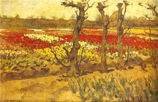 Tulip Field near Bennebroek