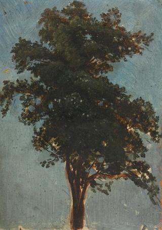 Tree Study