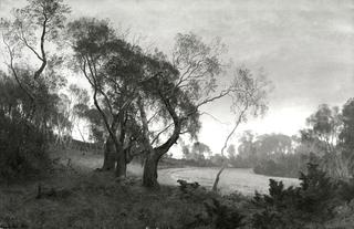 Autumn morning on the edge of a birch forest