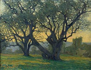 Olive Trees at Juan-les-Pins