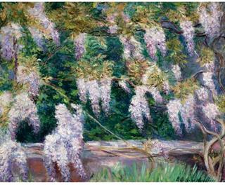 Wisteria