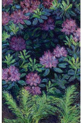 The Rhododendrons