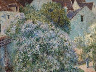 The Lilacs in my Garden