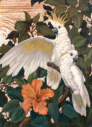 Cockatoos