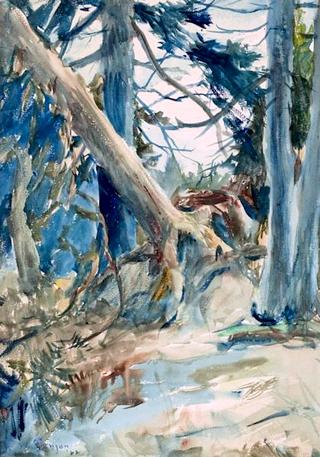 Forest Interior