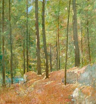 Pine Woods