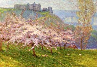 Sheep Grazing beneath Flowering Apple Trees