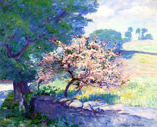 Blossom Overhanging Wall