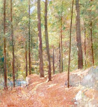 In the Pine Woods