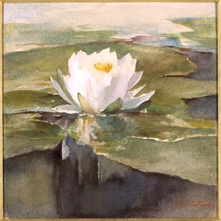 Water Lily in Sunlight