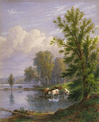 Watering Cows
