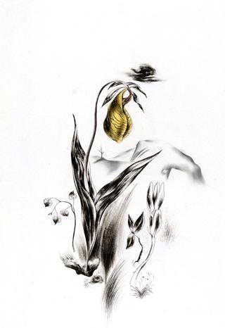 女士拖鞋