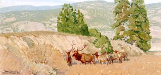 Elk in the Pine Country