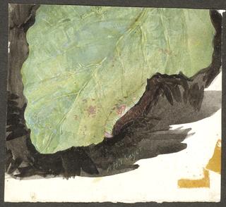Heterocampa Biundata, Walker