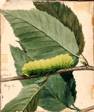 Lunar Catapillar