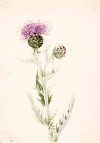 Prairie Thistle (Cirsium undulatum)