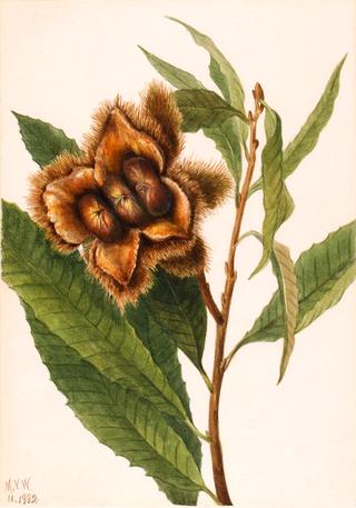 American Chestnut (Castanea dentata)