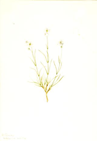 Arenaria formosa