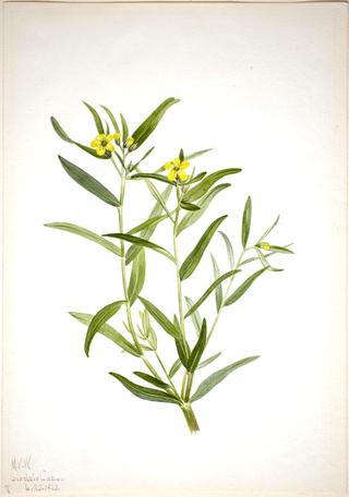 Flower Study