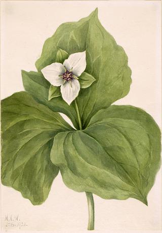 Wax Trillium (Trillium album)