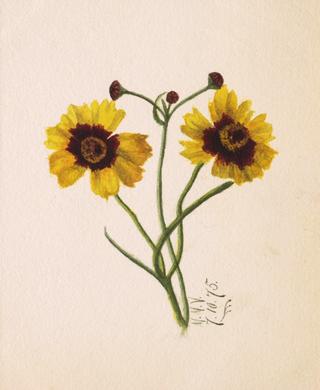 Flower Study