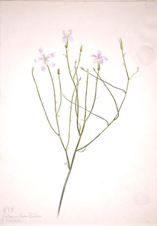 Skeleton Flower (Lygodesmia juncea)