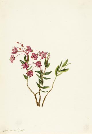 Rocky Mountain Kalmia (Kalmia microphylla)