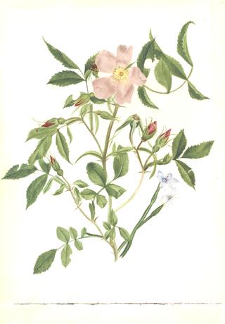 Wild Rose and Blue-eyed Grass (Rosa species and Sisyrinchium species)