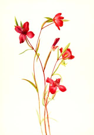 Farewell to Spring (Godetia amoena lilja)
