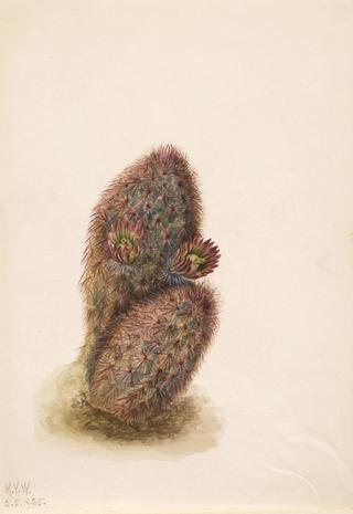 Green Strawberry Cactus (Echinocereus viridiflorus)
