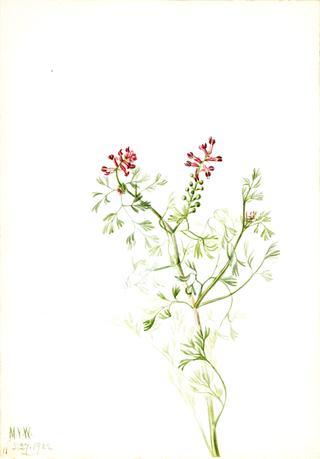 植物习作