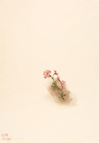 花卉习作