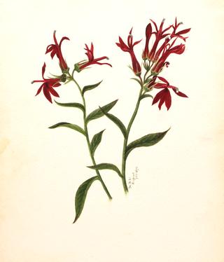 花卉习作
