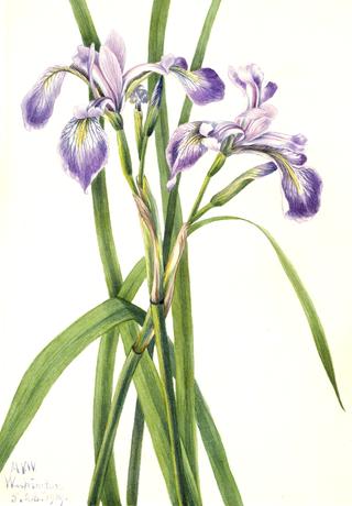 蓝旗鸢尾花