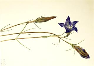 龙胆（龙胆）