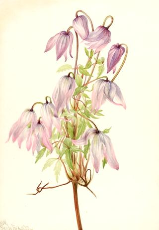 Jicarilla (Clematis pseudoalpina)