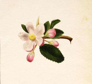 Flower Study