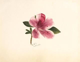 Flower Study