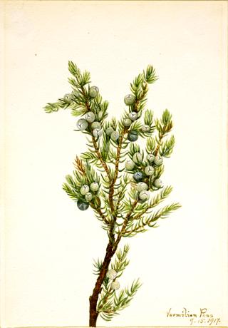 Mountain Juniper (Juniperus sibirica)