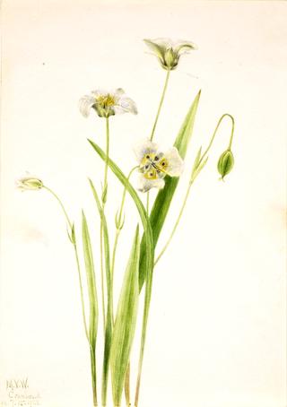 Pussy-ears (Calochortus elegans)