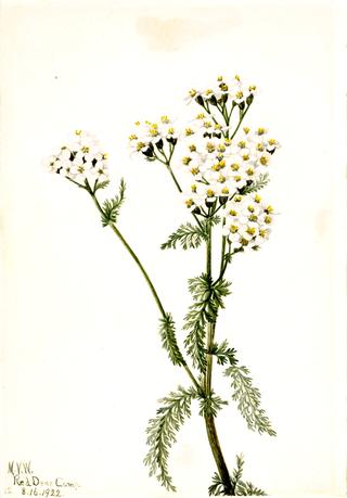 Western Yarrow (Achillea lanulosa)